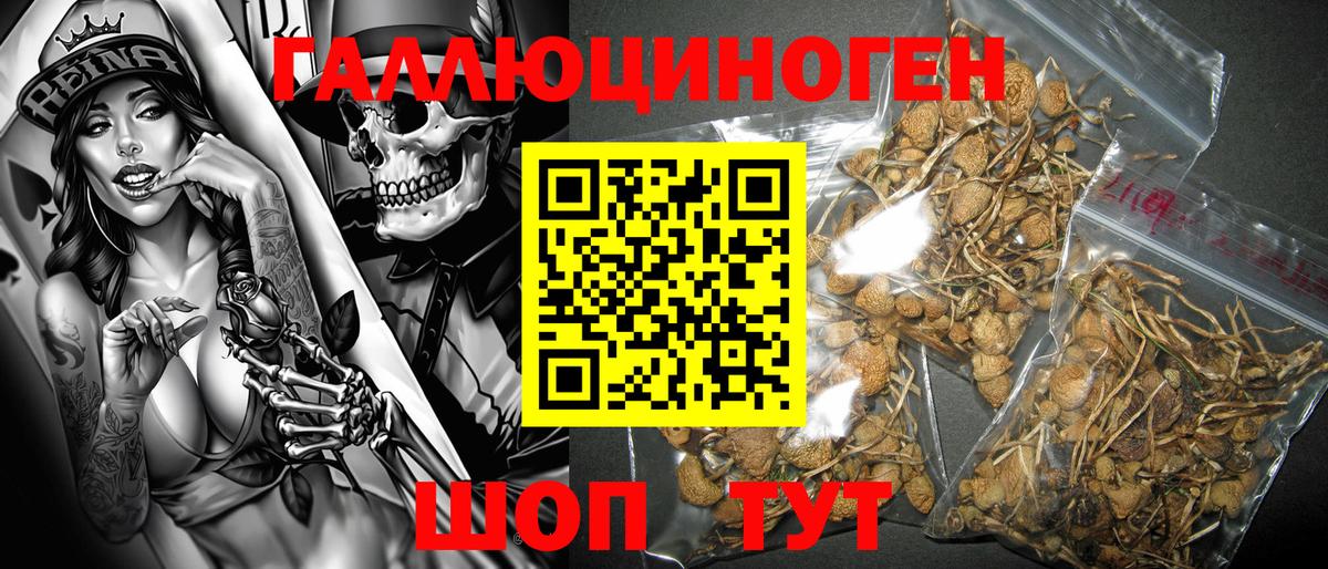 Кострома  Галлюциногенные грибы Magic Shrooms  Вход с VPN  Псилоцибиновые грибы Psilocybe 
